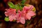 杜鹃属 Rhododendron