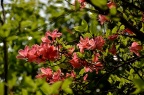 杜鹃 / 映山红 Rhododendron simsii