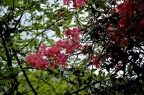 杜鹃 品种 Rhododendron sp.