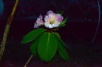 云锦杜鹃 Rhododendron fortunei