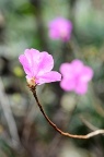 杜鹃花科 Ericaceae