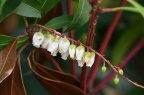 马醉木 Pieris japonica 花