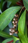 马醉木 Pieris japonica 蒴果
