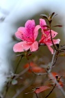 杜鹃 / 映山红 Rhododendron simsii