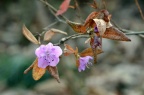 迎红杜鹃 Rhododendron mucronulatum 冬日版