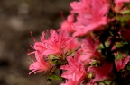 杜鹃花 Rhododendron simsii