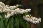马醉木 Pieris japonica