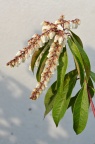马醉木 Pieris japonica