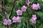 迎红杜鹃 Rhododendron mucronulatum