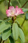 红晕杜鹃 Rhododendron roseatum