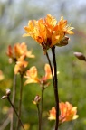 羊踯躅 Rhododendron molle