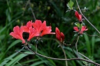 杜鹃 Rhododendron simsii