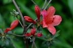 杜鹃 Rhododendron simsii