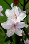 鹿角杜鹃 Rhododendron latoucheae