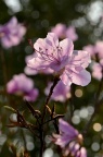 迎红杜鹃 Rhododendron mucronulatum