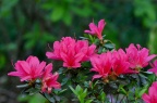 杜鹃品种 Rhododendron 'Red Pearl'