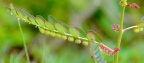 叶下珠 Phyllanthus urinaria