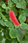 红尾铁苋 / 猫尾红（Red Cat's Tail） Acalypha chamaedrifolia