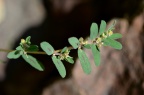 斑地锦 / 斑叶地锦草 Euphorbia maculata