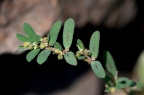 斑地锦 / 斑叶地锦草 Euphorbia maculata