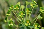 蓝绿大戟 Euphorbia pekinensis