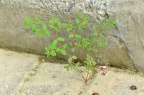 地锦草 Euphorbia humifusa