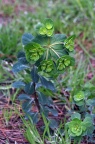 泽漆 Euphorbia helioscopia