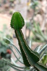 琉璃塔 Euphorbia cooperi