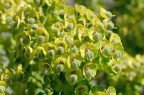 蓝绿大戟 Euphorbia pekinensis