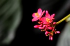 琴叶珊瑚 Jatropha pandurifolia