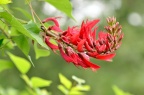 龙牙花 Erythrina corallodendron