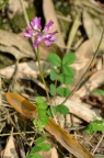 紫云英 Astragalus sinicus