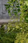 龙爪槐 Sophora japonica f. pendula