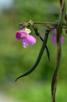 紫芸豆 / 菜豆 品种 Phaseolus vulgaris sp.
