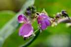 紫芸豆 / 菜豆 品种 Phaseolus vulgaris sp.