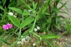 宽叶山黧豆 / 宿根香豌豆 Lathyrus latifolius
