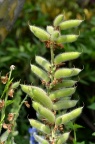 羽扇豆 Lupinus micranthus