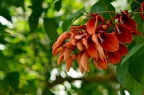 鸡冠刺桐 Erythrina crista-galli