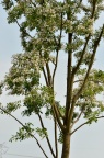 红豆树 Ormosia hosiei
