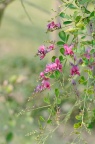 美丽胡枝子 Lespedeza thunbergii subsp. formosa