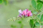 美丽胡枝子 Lespedeza thunbergii subsp. formosa