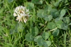 白车轴草 Trifolium repens