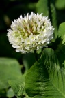 白车轴草 / 白花车轴草 / 白花三叶草 Trifolium repens