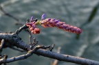 紫藤 Wisteria sinensis