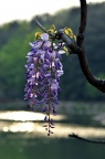 紫藤 Wisteria sinensis