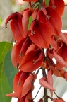 鸡冠刺桐 Erythrina crista-galli