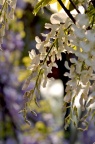 白花紫藤 Wisteria sinensis f. alba