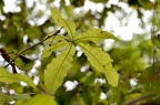 白栎 Quercus fabri