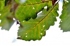 白栎 Quercus fabri