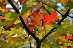沼生栎 Quercus palustris